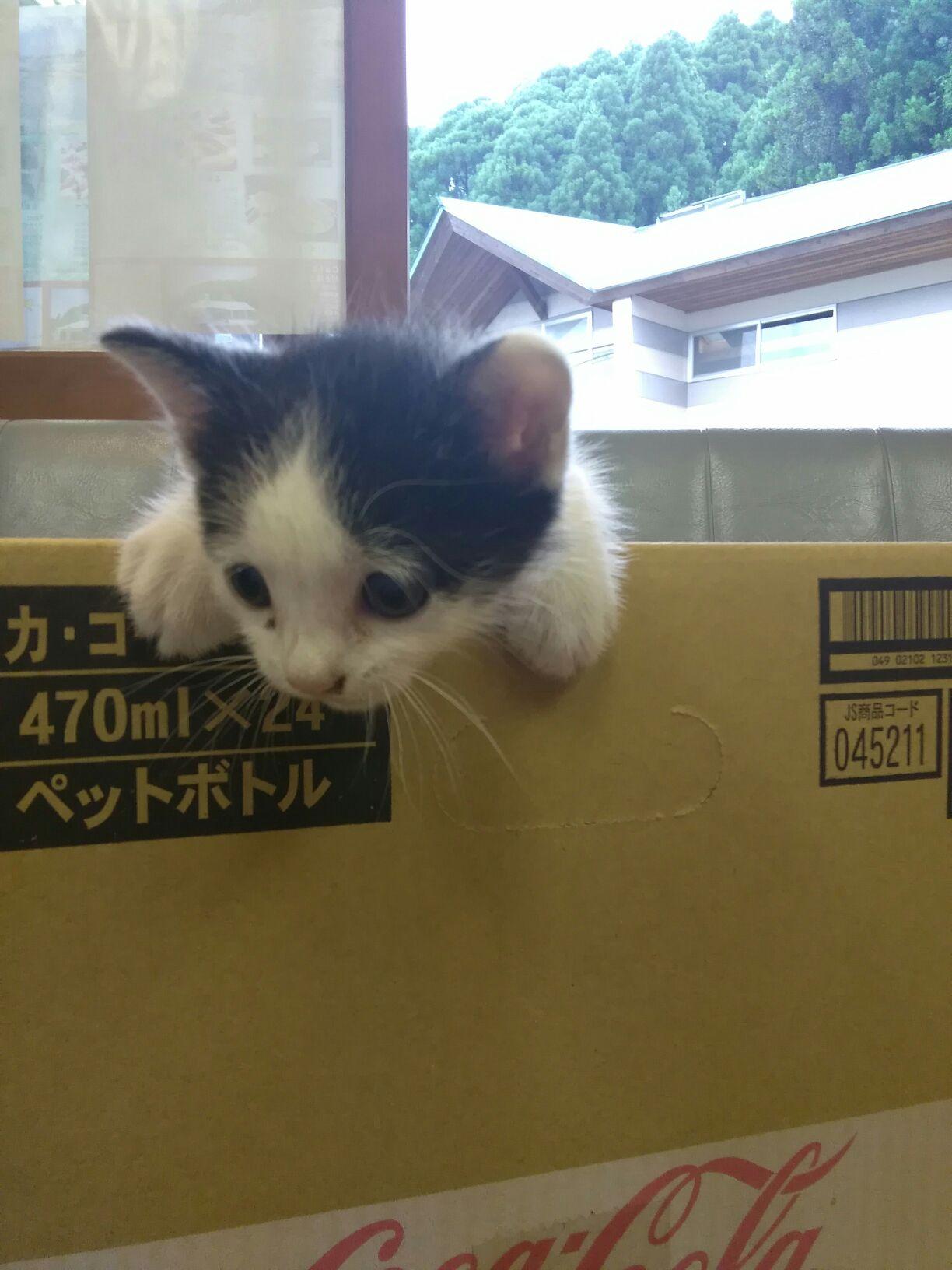 ネコ①.jpg